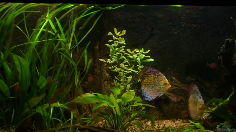 06.03.2012 von @quarium Cologne (18)