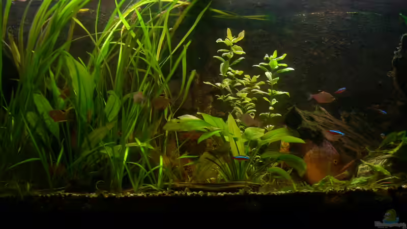 06.03.2012 von @quarium Cologne (21)