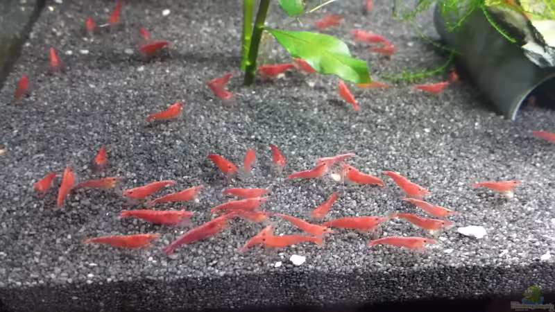 06.03.2016 von JohnnyWishbone (17)