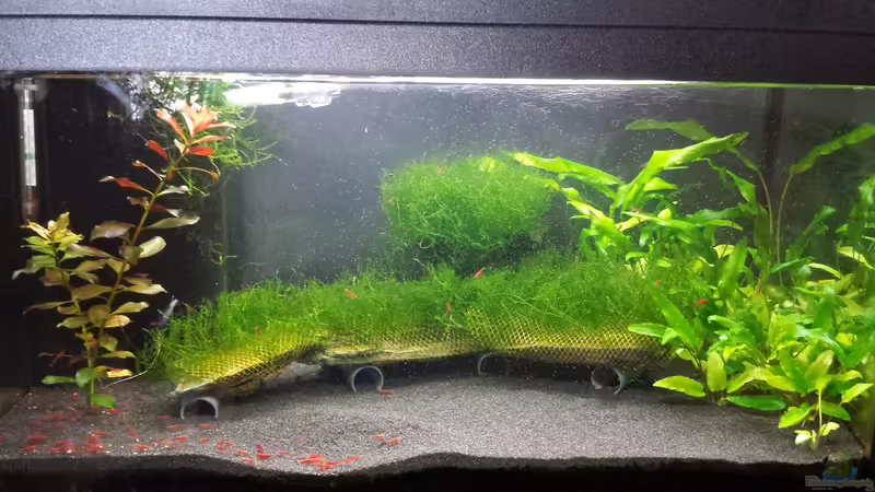 06.03.2016 von JohnnyWishbone (2)