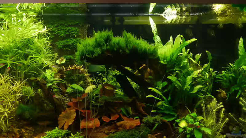 06.04.16 just ausprobiert - ein Foto mit neuer Kammera  von foxi (10)