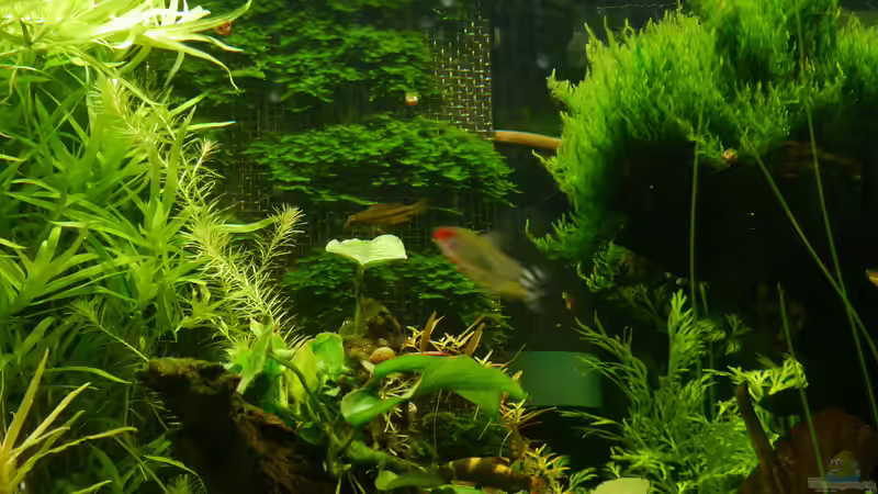 06.04.16 Mooswand / Eigenbau mit V2A Siebgewebe und Fliegengitter - kann zum Schneiden von foxi (25)