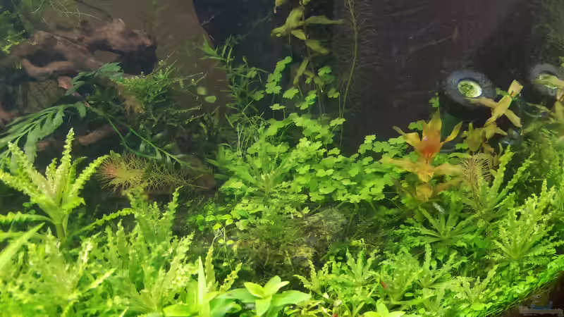 06.04.2020 von Smo (20)