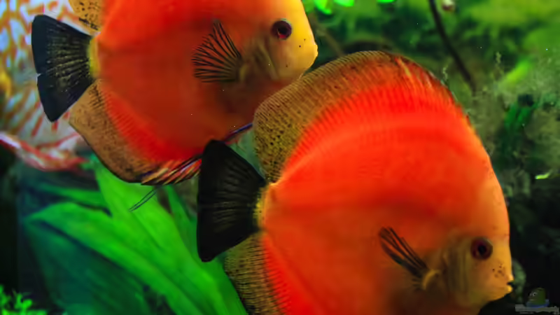 06/05/2016 von Phil Cave (22)