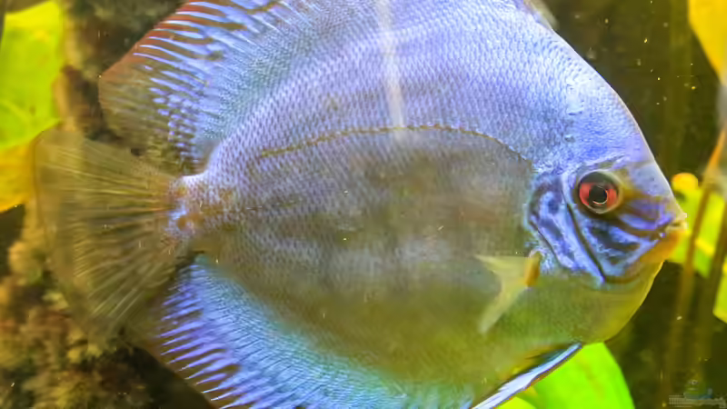 06/05/2016 von Phil Cave (26)