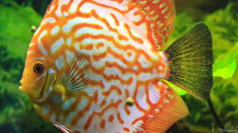 06/05/2016 von Phil Cave (27)