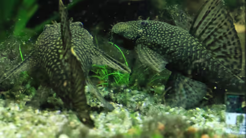 06/05/2016 von Phil Cave (29)