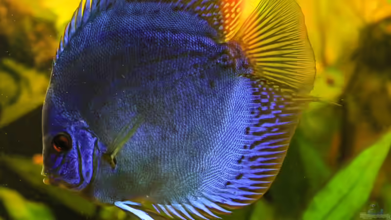 06/05/2016 von Phil Cave (31)