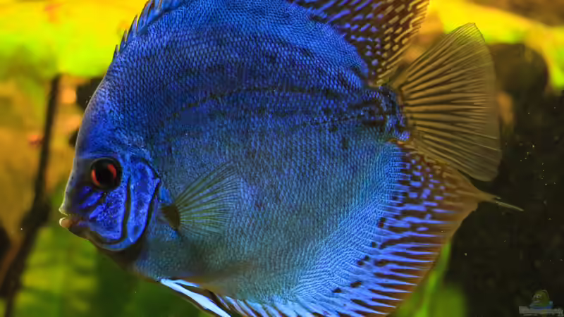 06/05/2016 von Phil Cave (34)