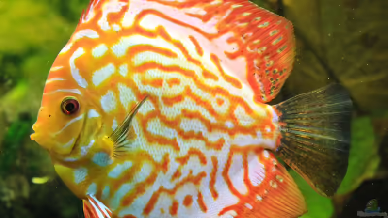 06/05/2016 von Phil Cave (35)