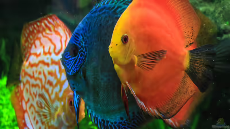 06/05/2016 von Phil Cave (36)