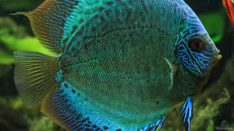 06/05/2016 von Phil Cave (38)