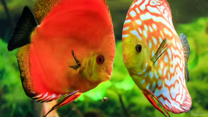 06/05/2016 von Phil Cave (39)