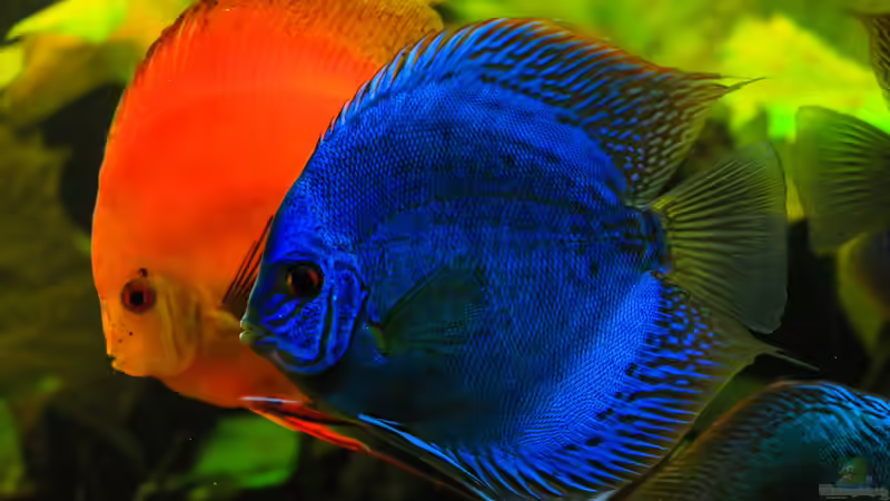 06/05/2016 von Phil Cave (40)