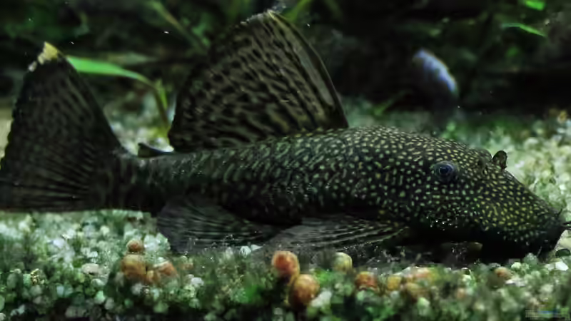 06/05/2016 von Phil Cave (43)