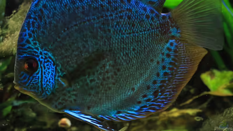 06/05/2016 von Phil Cave (44)