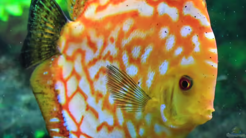 06/05/2016 von Phil Cave (45)