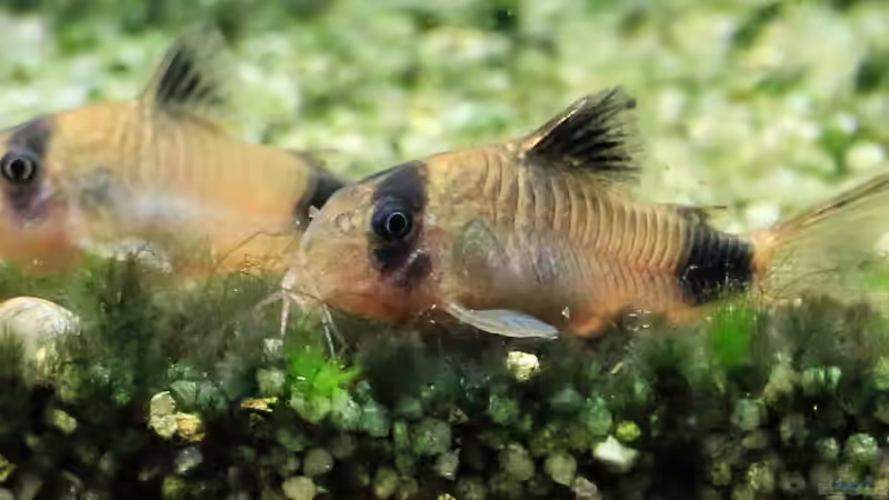 06/05/2016 von Phil Cave (46)