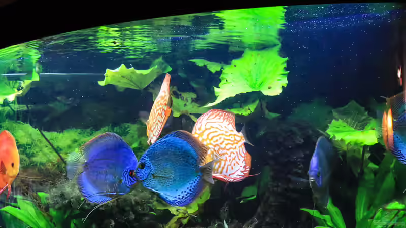 06/05/2016 von Phil Cave (47)