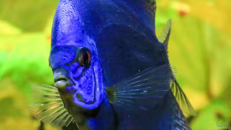 06/05/2016 von Phil Cave (48)