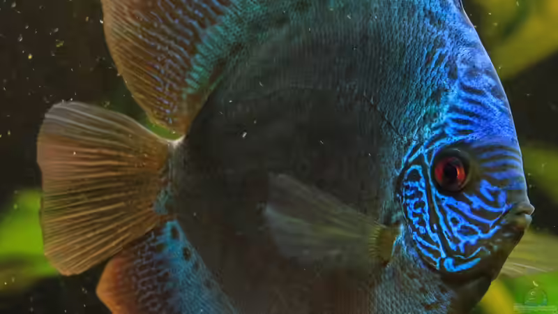 06/05/2016 von Phil Cave (49)