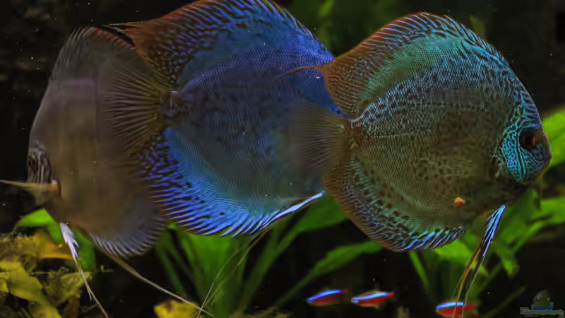 06/05/2016 von Phil Cave (50)