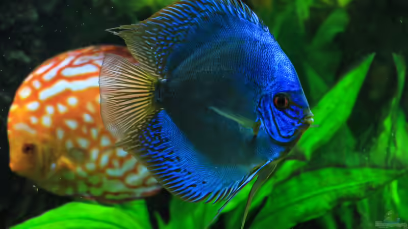 06/05/2016 von Phil Cave (52)