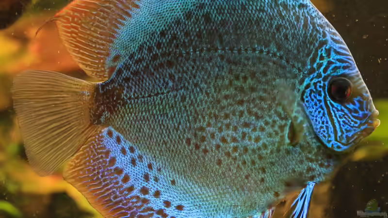 06/05/2016 von Phil Cave (53)