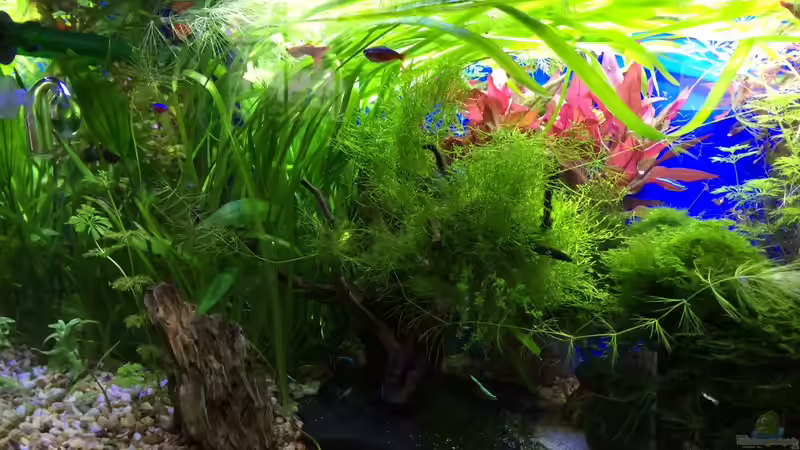 06.06.16 von .Andreas. (132)