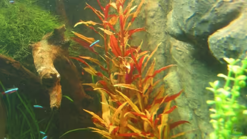 06.06.2007: Alternanthera reineckii ´roseafolia´ von Steffen L. (8)