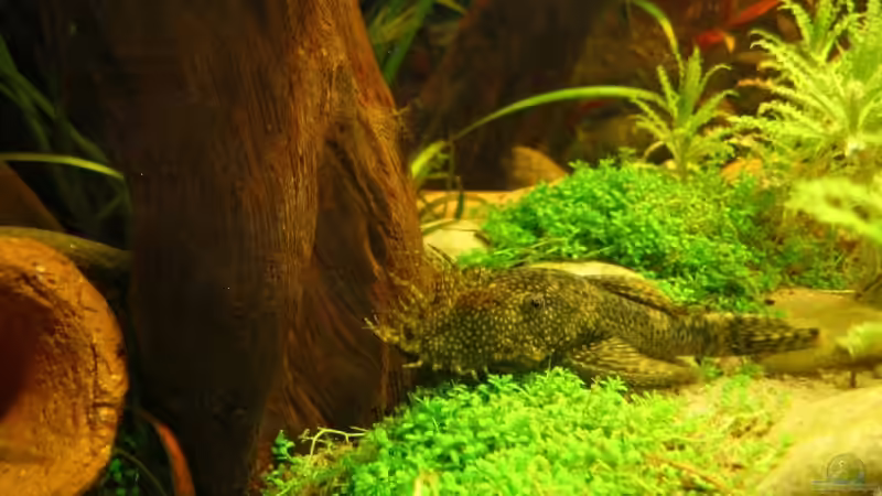 06.06.2007: Ancistrus dolichopterus - Antennen Wels (Männchen) von Steffen L. (22)