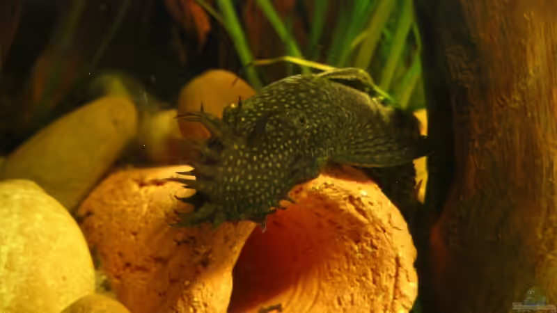 06.06.2007: Ancistrus dolichopterus - Antennen Wels (Männchen) von Steffen L. (23)