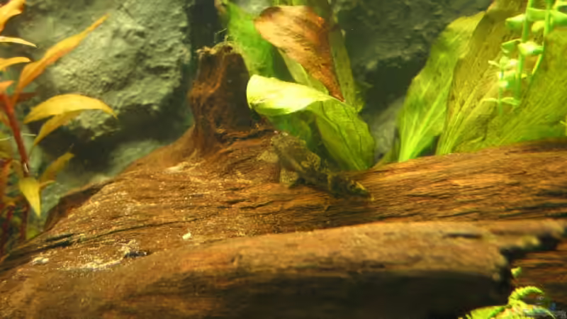 06.06.2007: Ancistrus dolichopterus - Antennen Wels (Weibchen) von Steffen L. (19)