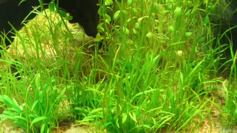 06.06.2007: Lilaeopsis brasiliensis von Steffen L. (10)