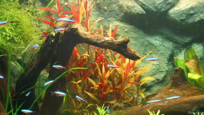 06.06.2007: Paracheirodon axelrodi - Roter Neon von Steffen L. (16)