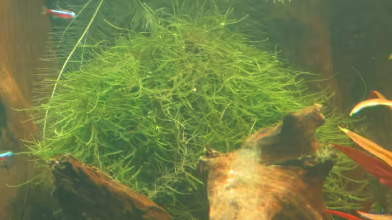 06.06.2007: Vesicularia dubyana - Javamoos von Steffen L. (9)