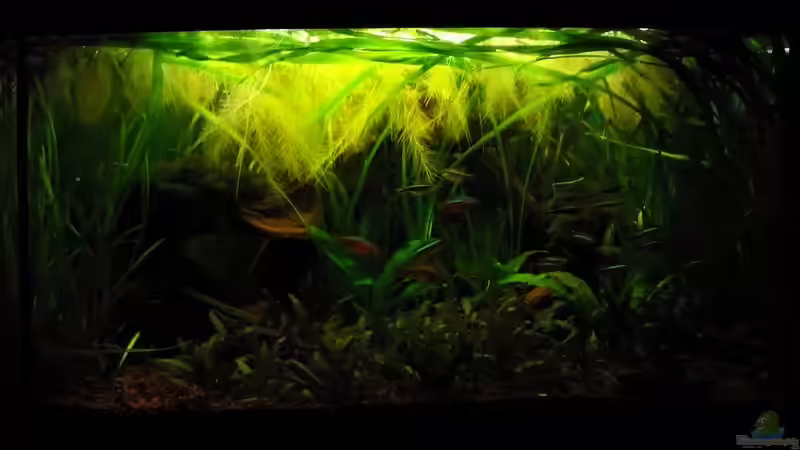 06.062011 2 von Andy_daHousecat (15)