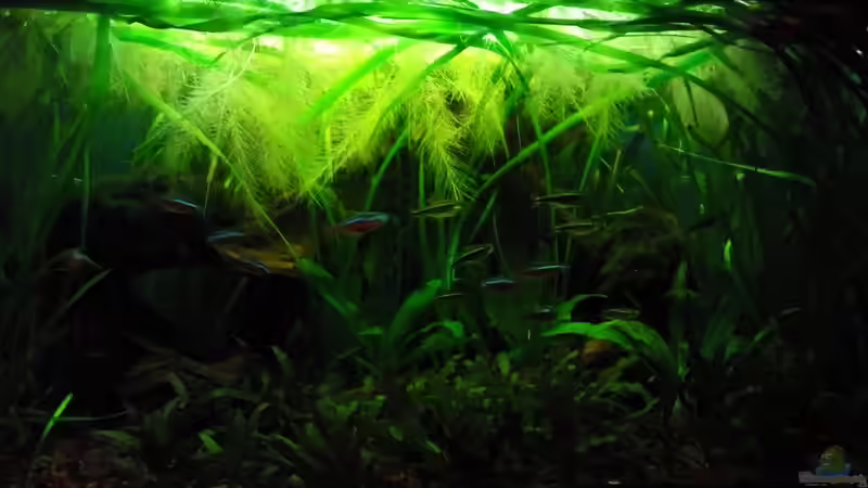 06.062011 von Andy_daHousecat (14)