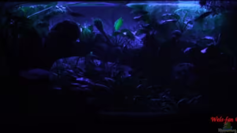 06.07.08 Moondlicht von Wels-fan (2)