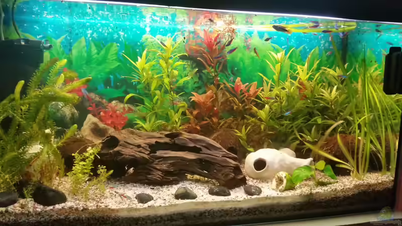 06.07.2016 von SvenDerGroße (5)