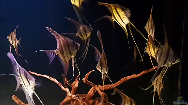 06.08.18 von Dani B (22)