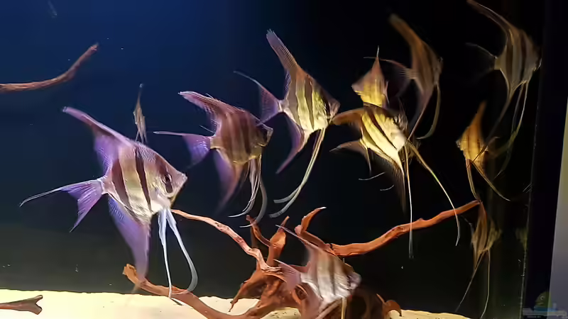 06.08.18 von Dani B (24)