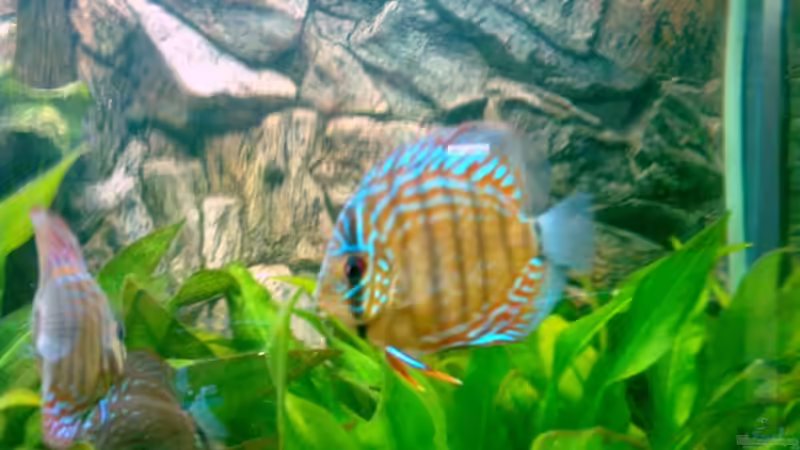 06.08 von Solitary (15)