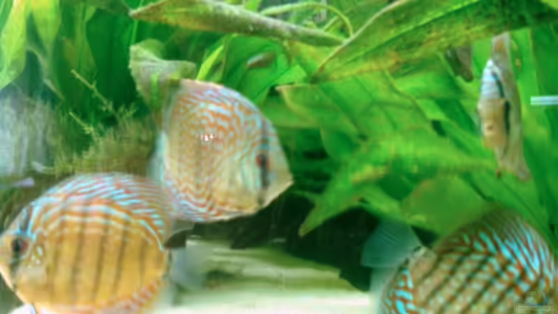 06.08 von Solitary (16)