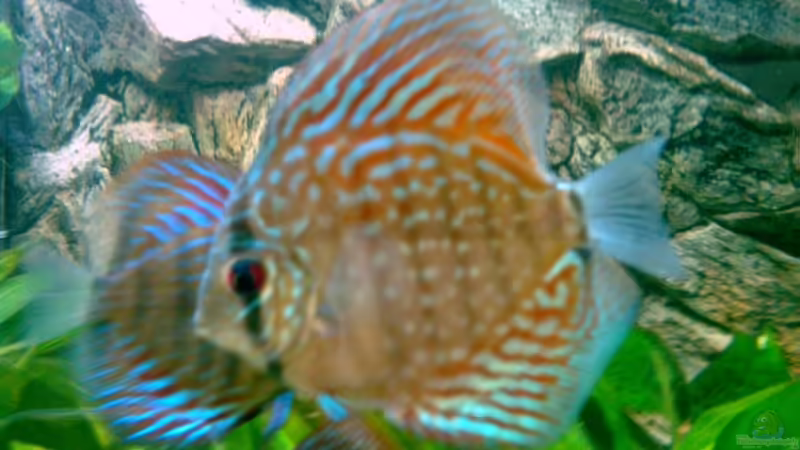 06.08 von Solitary (19)