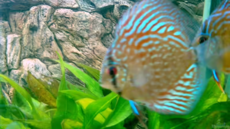 06.08 von Solitary (20)