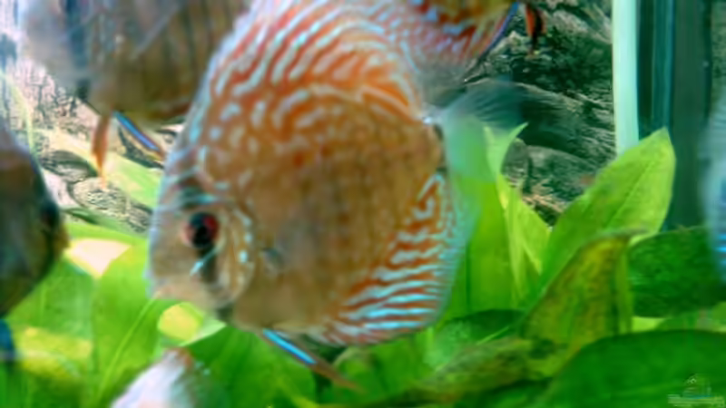 06.08 von Solitary (21)