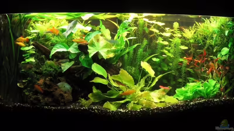 06.09.2009 Frontansicht