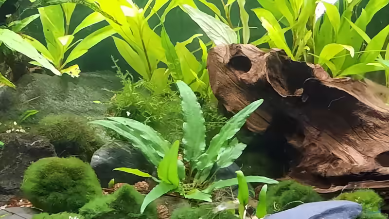 06.09.2020 von okefenokee (19)