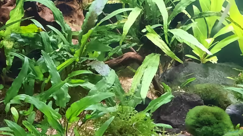 06.09.2020 von okefenokee (20)